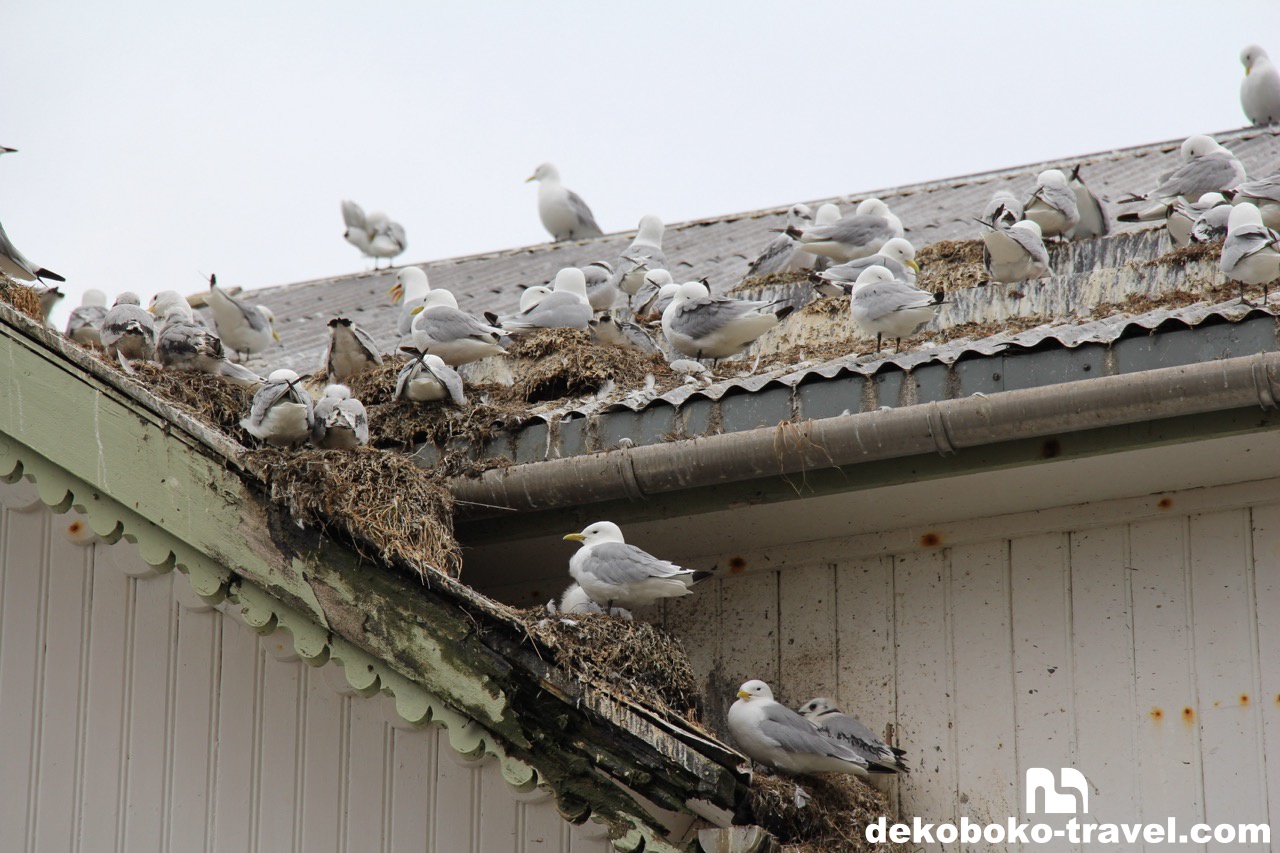 屋根の上には大量のカモメ?が生息