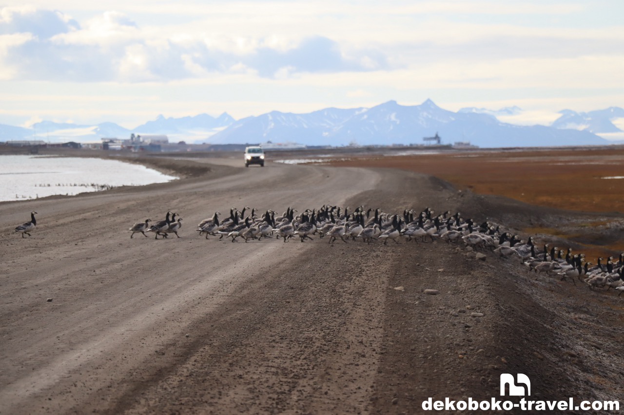 道路を横切る鳥の大群