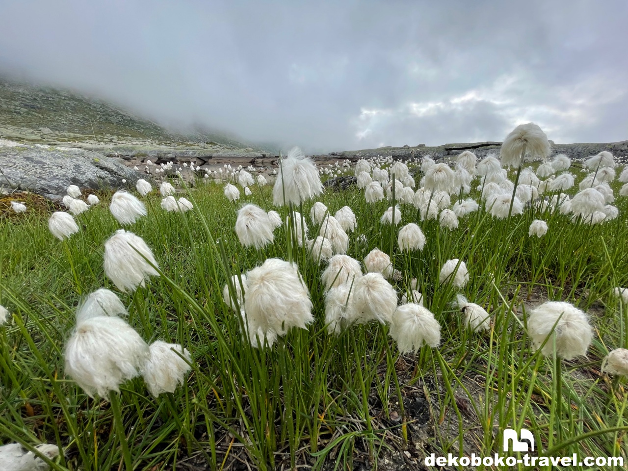タンポポみたい？なのが沢山ある
