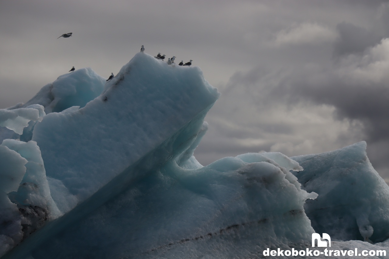 氷山に鳥が沢山止まっていた
