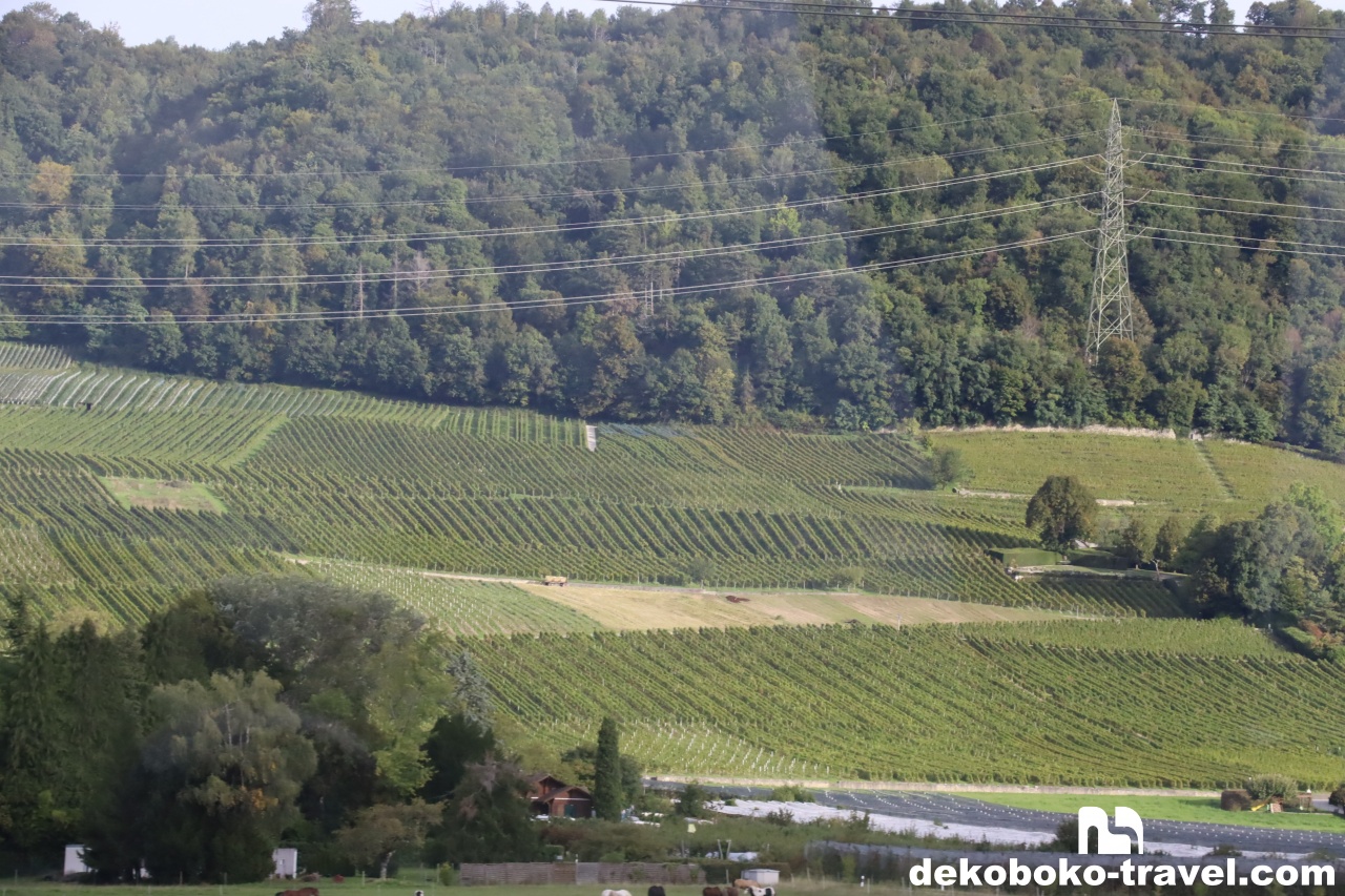 ブドウ畑の風景