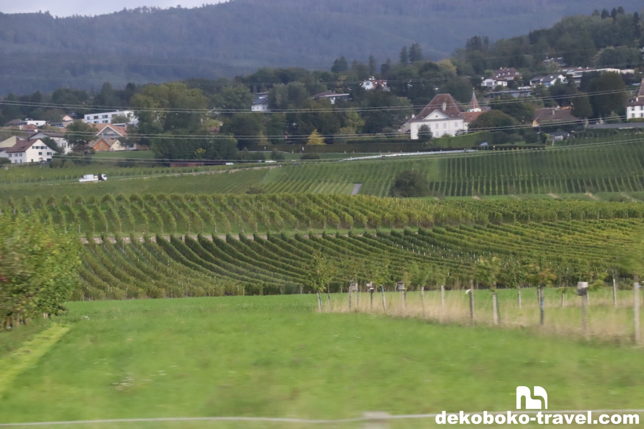 車窓から見えるブドウ畑