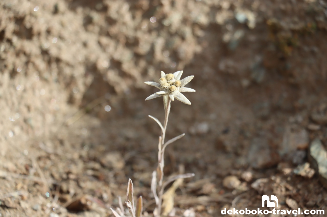 エーデルワイス