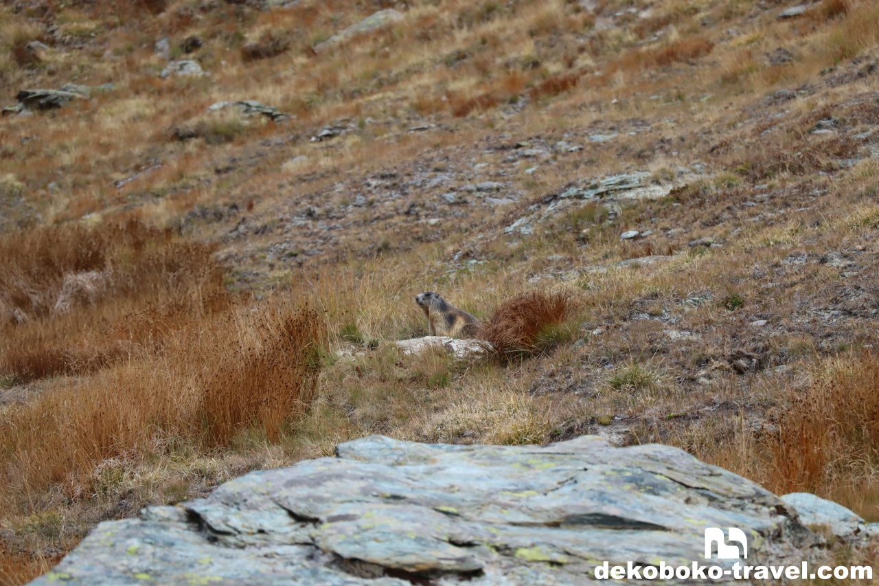 野生のマーモットも見れます