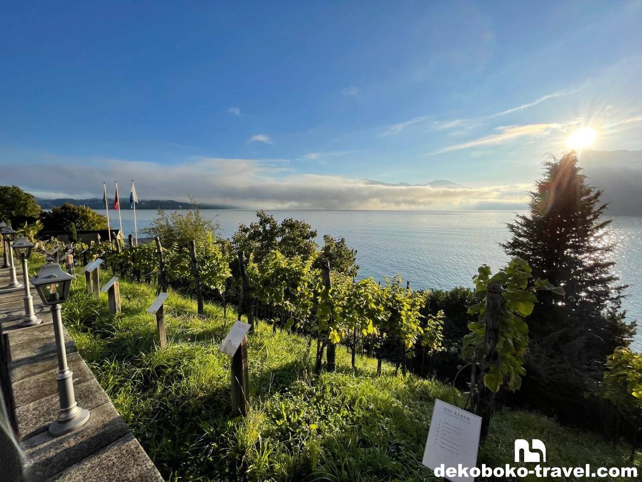 ぶどうも育てているようです