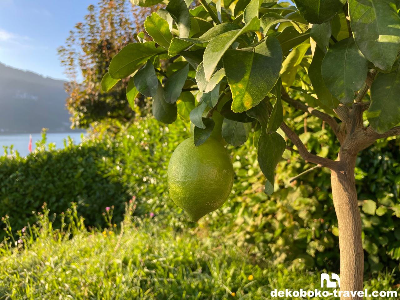 レモンの樹もあります