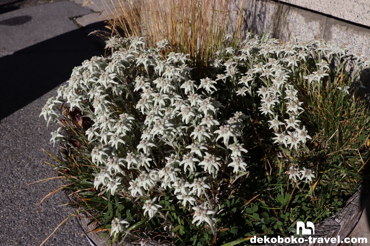 沢山のエーデルワイスが咲いている
